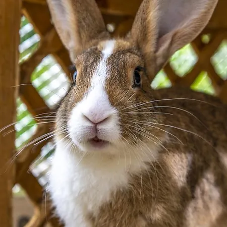 Termal Es Bungalok 4* ハルカーニャ