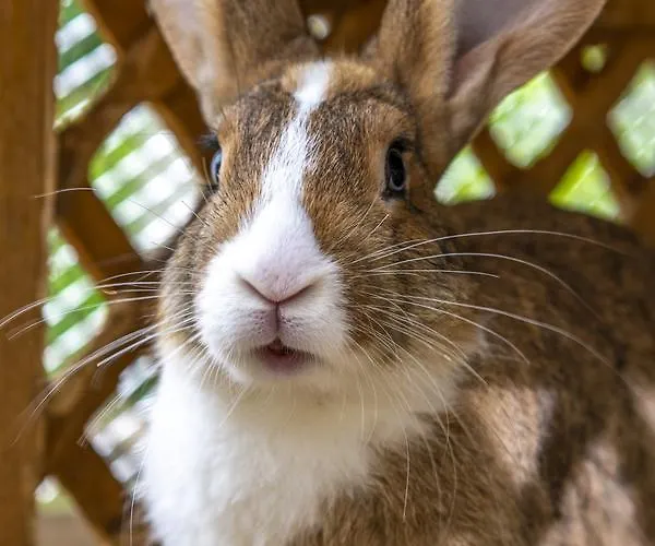 Termal Es Bungalok 4* Harkány