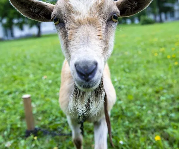 Termal Es Bungalok 4*